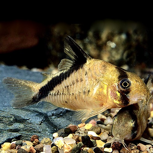 Corydoras melini   Pantsermeerval L