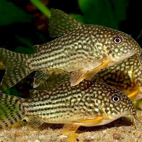 Corydoras Sterbay