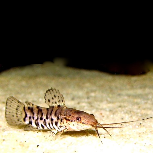 Hoplosternum thoracatum SM