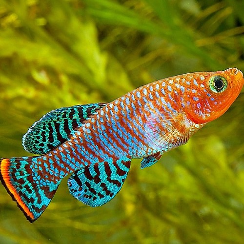Nothobranchius rachovii Beira L