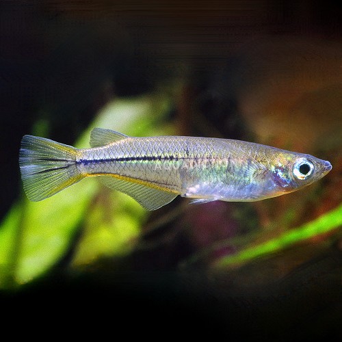 Oryzias Celebensis 4 cm.