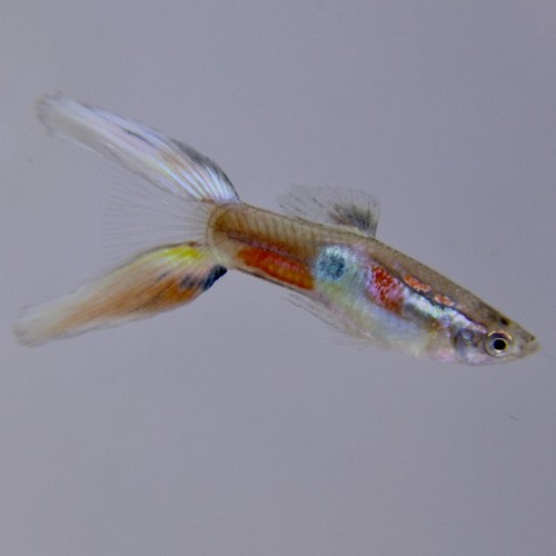 Poecilia ret.   Guppy lierstaart M
