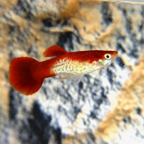 Poecilia ret.   Guppy red cap cobra M