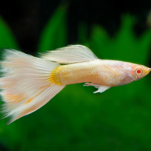 Poecilia ret.   Guppy platinum 3,5 cm.