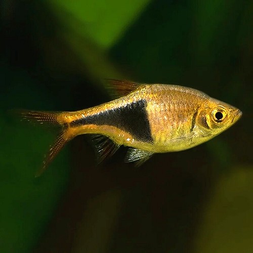 Rasb.heteromorpha   Kegelvlek goud M