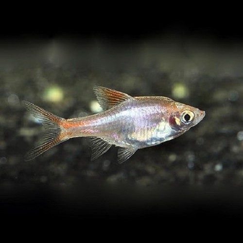 Rasbora Hengeli (Kegelvlek Barbeel)