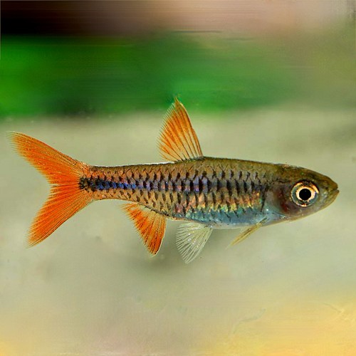 Rasbora lacrimula 3,5 cm.