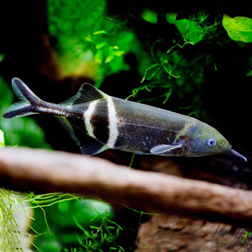 -Gnathon.petersi   Olifantvis M