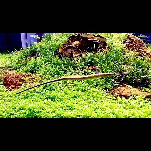 Microphis brachyurus L