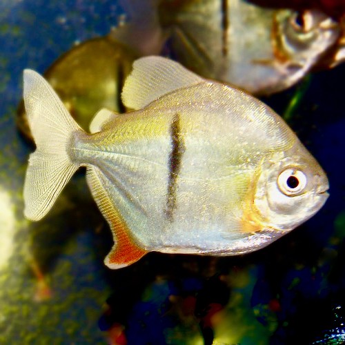 Myleus schomburgkii 8-10 cm (WV)