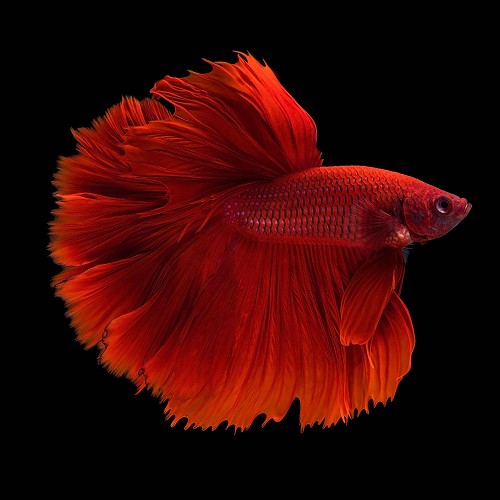 Betta man Halfmoon giant mix XL