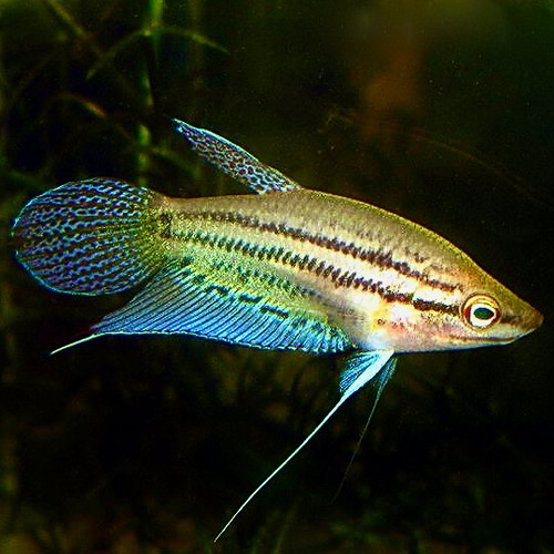 Trichopterus vittata   Knorgourami L