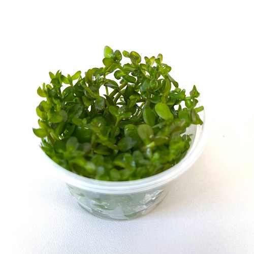 Bacopa caroliana in cup