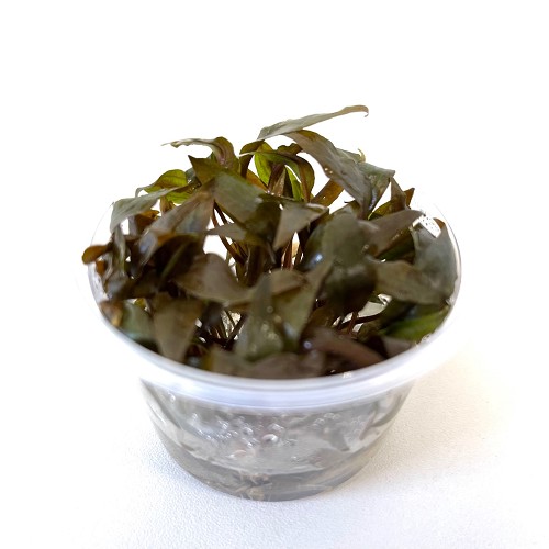 Cryptocoryne undulates in cup 100 cc.