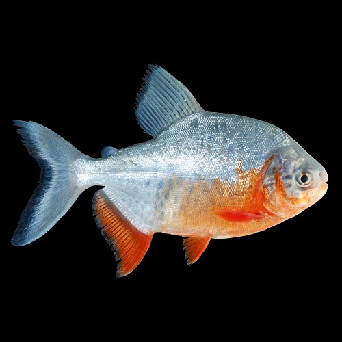 Piaractus brachypomus   Rode pacu S