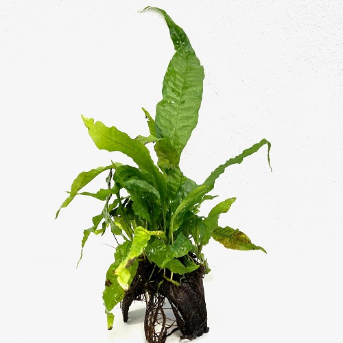 Driegaats cocosnoot met Microsorium