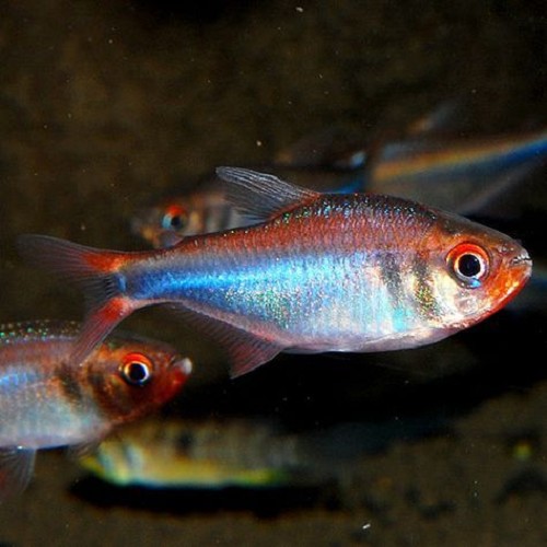 Hyphessobrycon wadai L