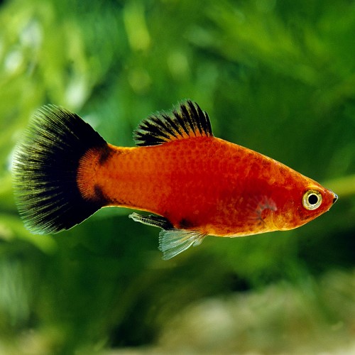 Platy Wagtail Rood (Plaatje)