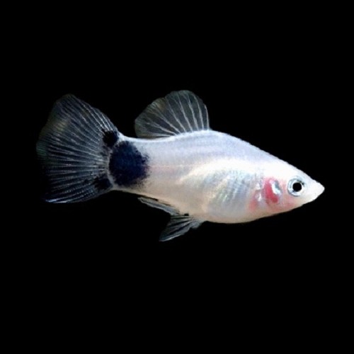 Platy white mickey mouse