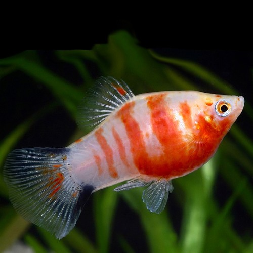 Xiph.maculatus   Platy bleeding heart SM