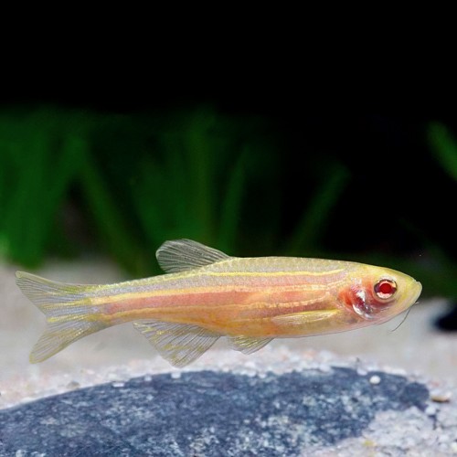 Brachydanio rerio   Zebradanio goud L