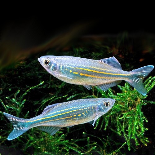 Devario malabaricus   Reuzedanio M