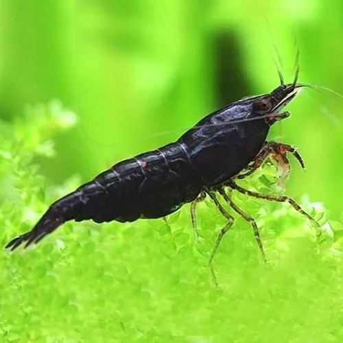Neocaridina sp.black cherry garnaal