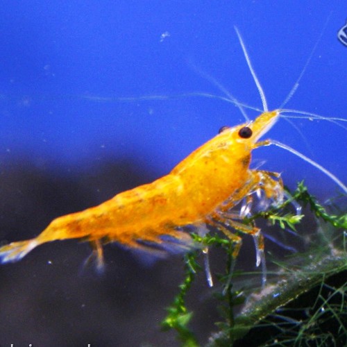 Neocaridina sp.Orange fire shrimp
