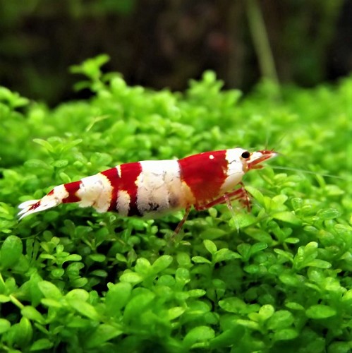 Caridina sp.   Crystal red garnaal