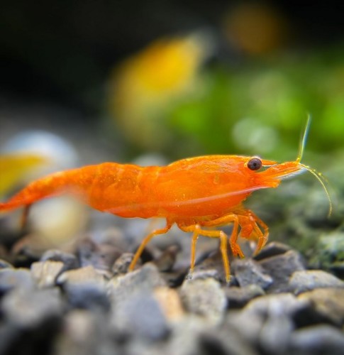 Neocaridina heteropoda orange