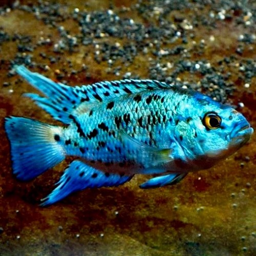 Cichl.'electric blue' jack dempsey 4 cm