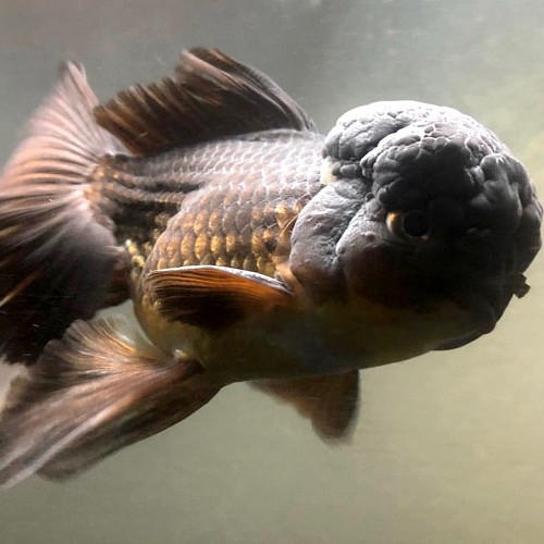 Oranda leeuwenkop zwart 8-10 cm