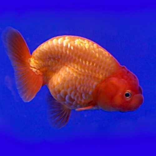 Or.ranchu rood 5-6  zonder rugvin