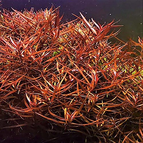 Ludwigia arcuata in pot @