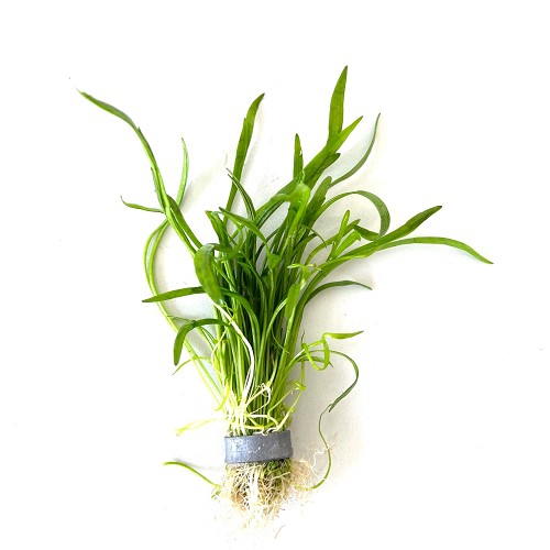 Lilaeopsis (novea zealandiae) bundel