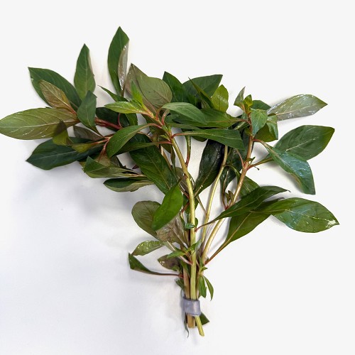 Ludwigia glandulos in bundel