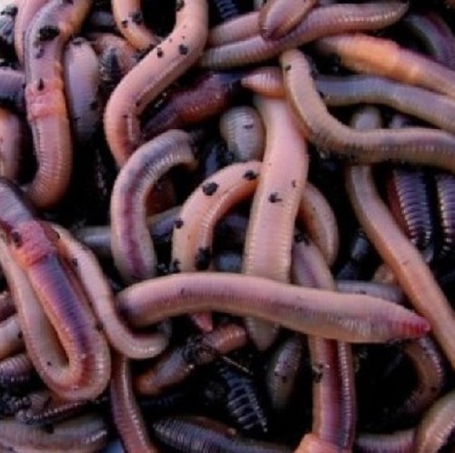 Dendrobena klein 0,8-1,0 gram per KG