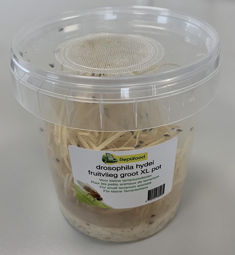Fruitvliegen 7 in XL pot  @