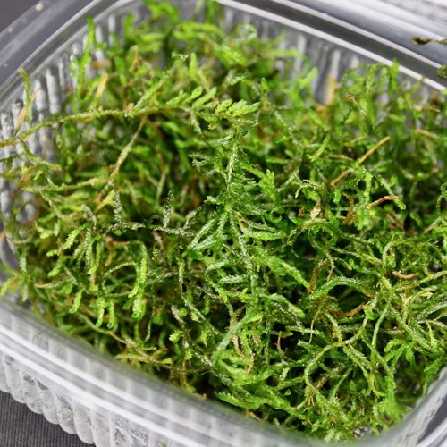 Flame moss in cup 100 ml