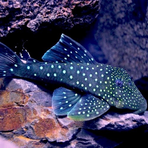 Hemiancistrus subviridis  L128 M