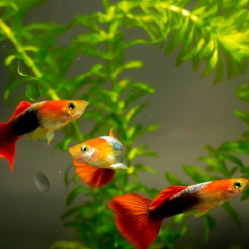 Guppy red tuxedo male