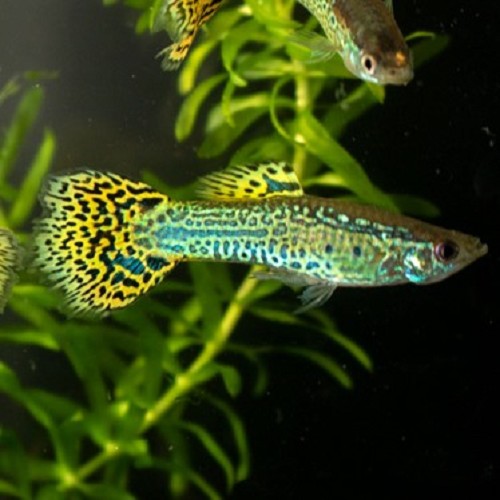 Poecilia ret.   Guppy green cobra 3,5 cm