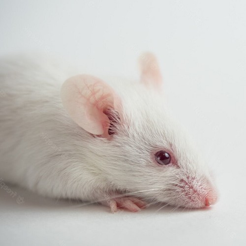 Muis volwassen 18-22 gram