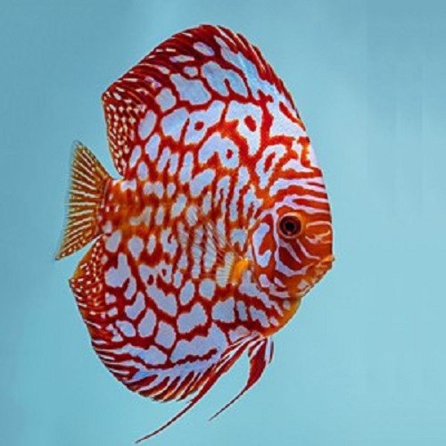 S.discus   Discus red checkerboard 6-7