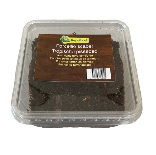 Tropische pissebed in doosje