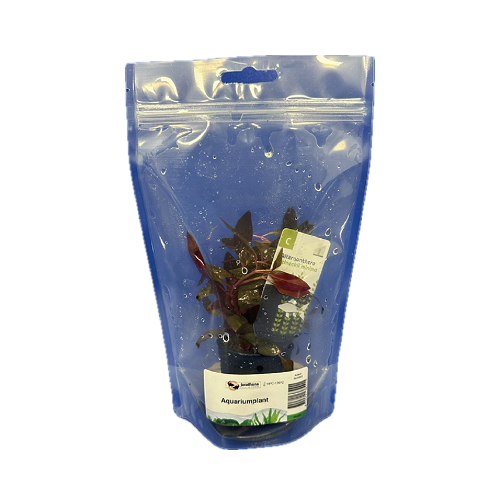Alternanthera reineckii mini in stazak
