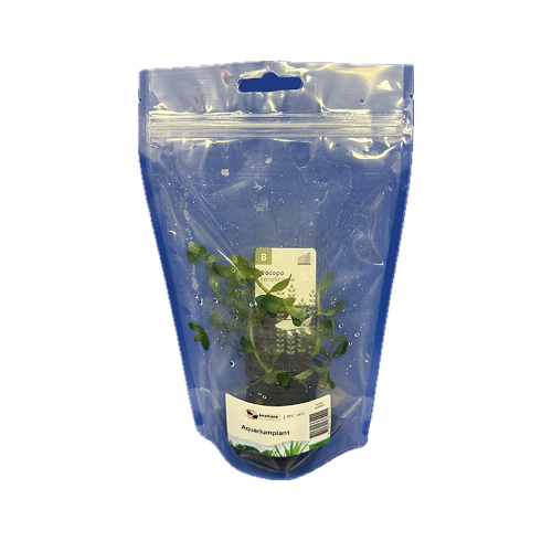 Bacopa caroliniana in stazak