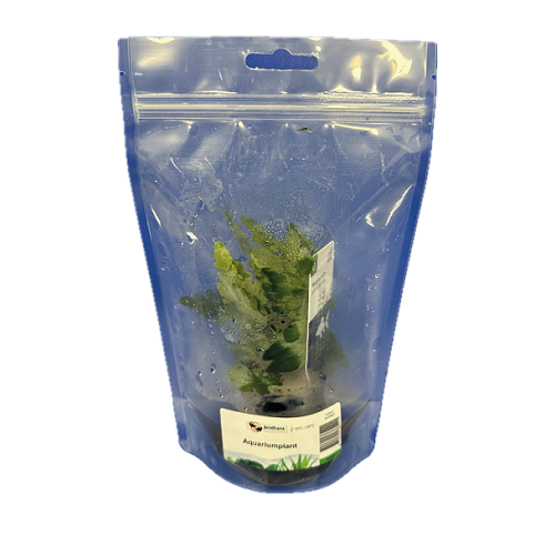 Hygrophila pinnatifida in stazak