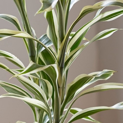 Dracena compact white-green pot
