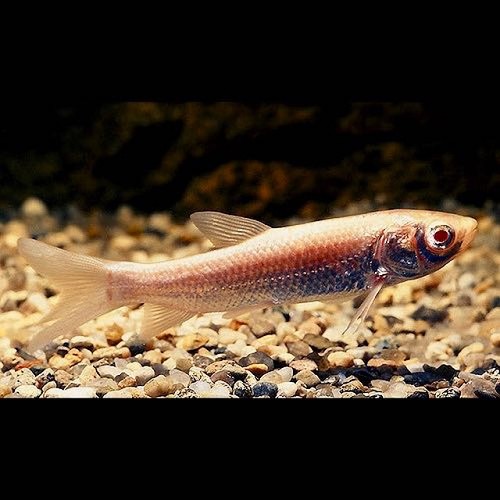 Teichfische | Jarathana